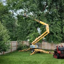 Professional Tree Services in Plentywood, MT